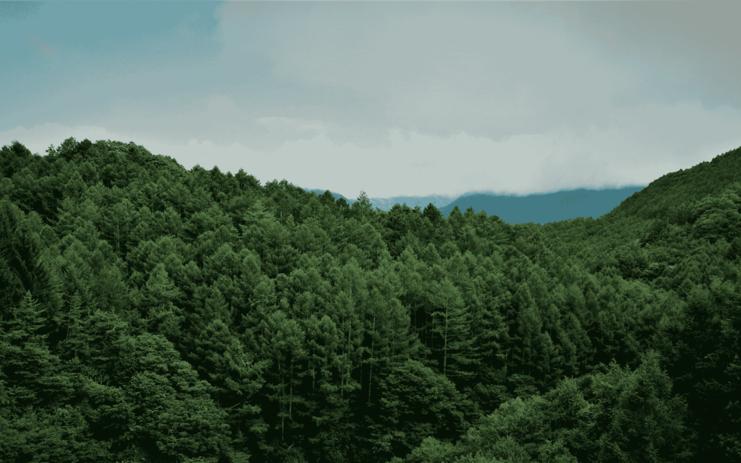 Test blog
